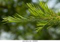 درخت چای، narrow-leaved paperbark, narrow-leaved ti-tree, snow-in-summer